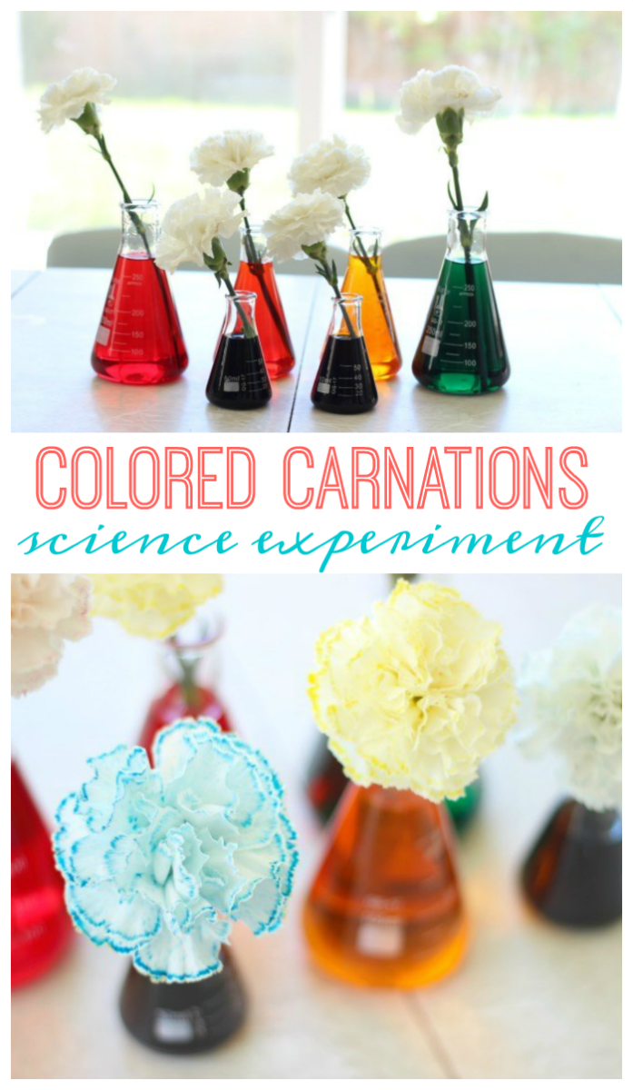 This colored carnations science experiment doubles as a beautiful centerpiece! Watch as the color rises through the stem and throughout the petals like magic!