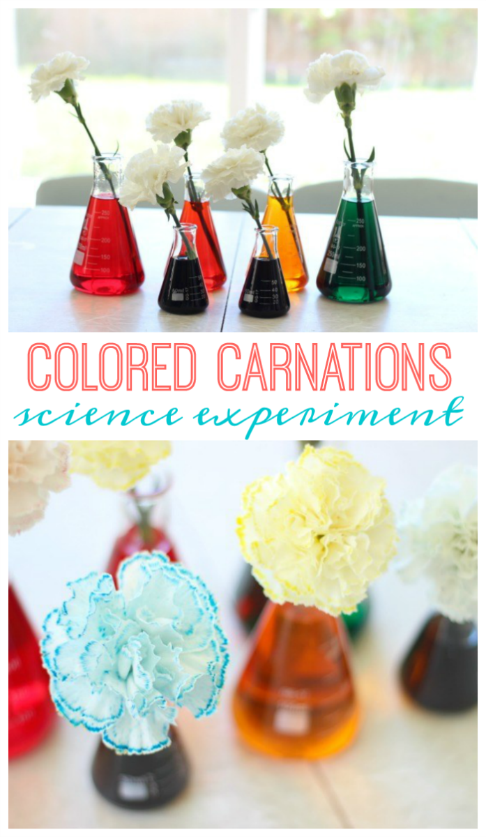 carnation changing color science experiment