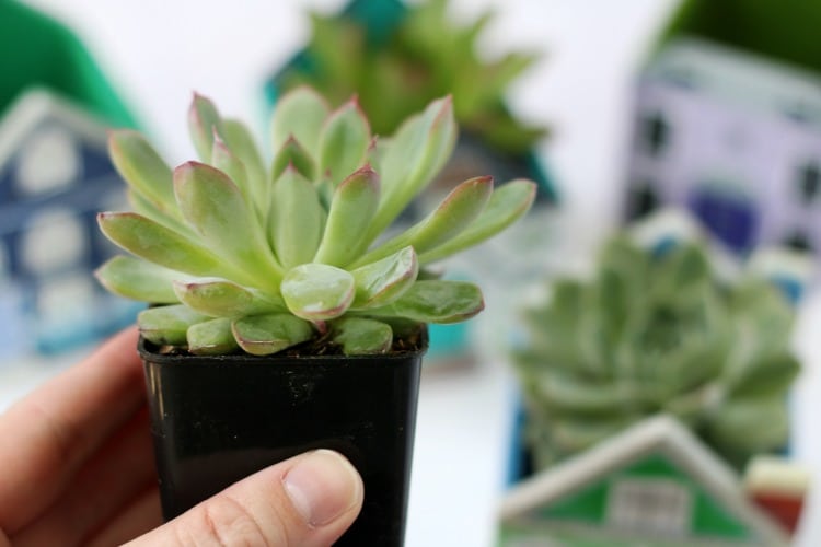 Brighten your teacher's day with this darling Teacher Appreciation gift! Succulents are very easy to care for and add a pop of color to any desk or window sill. Tuck one inside a mini planter for a quick and easy gift!