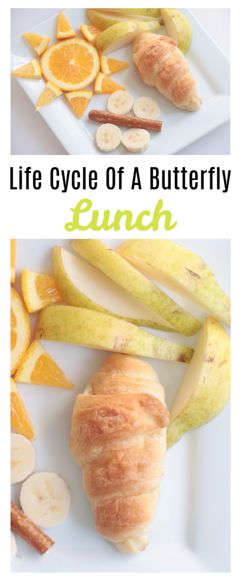 life cycle of a butterfly lunch croissant on plate