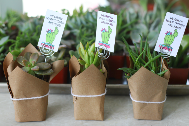 3 mini succulent planters on table