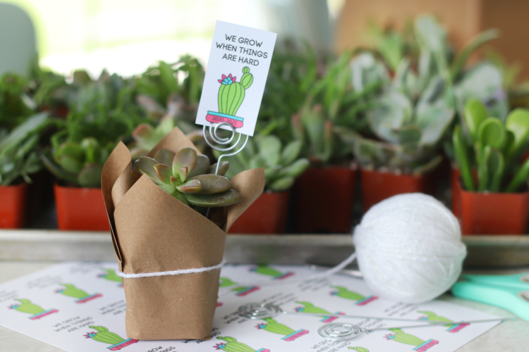 mini succulent gift on table with yarn