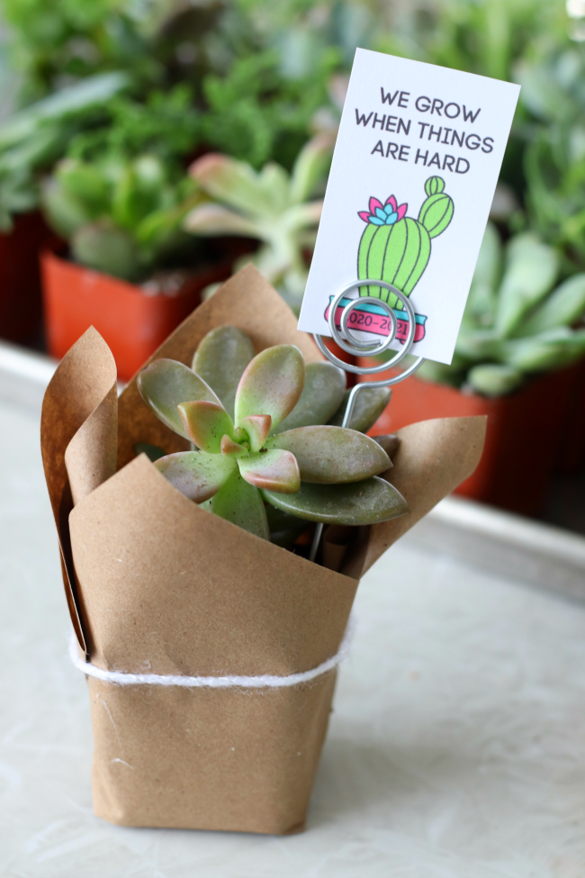 mini succulent wrapped in brown paper with tag