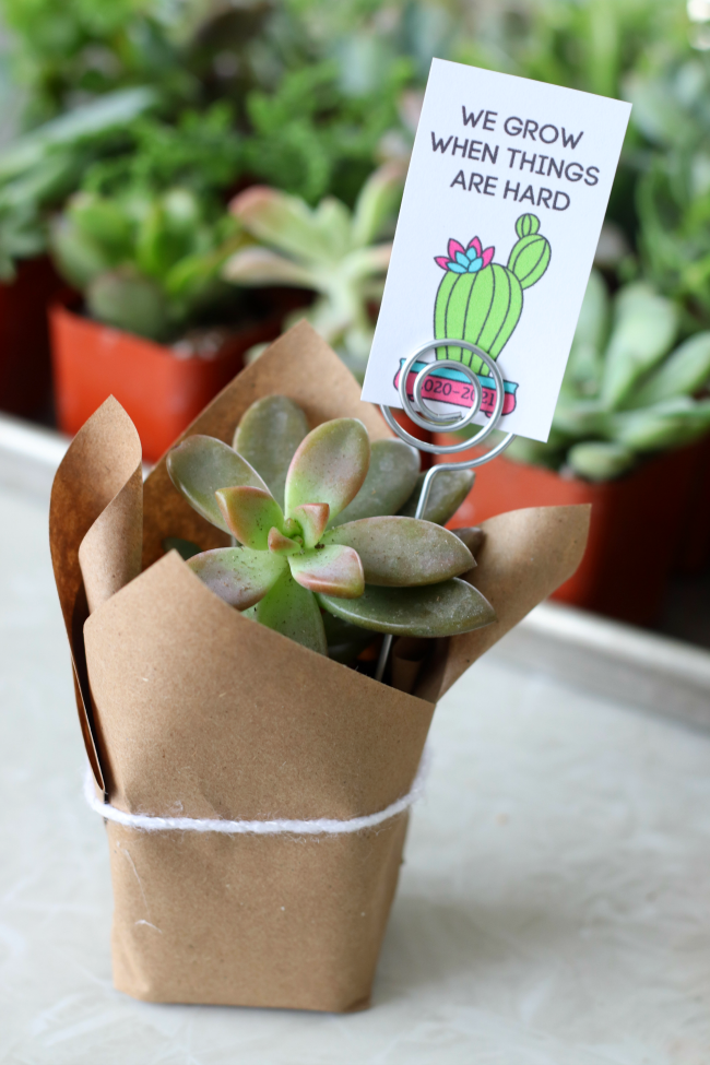 How to Make Succulent Gift Toppers