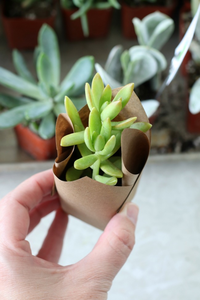 mini succulent wrapped in brown paper