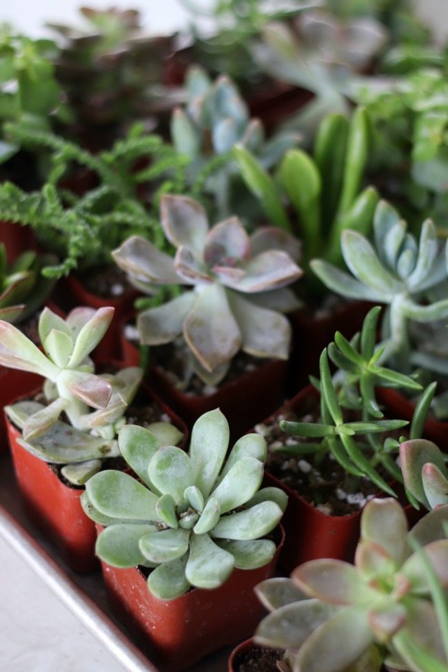 tray of mini succulents