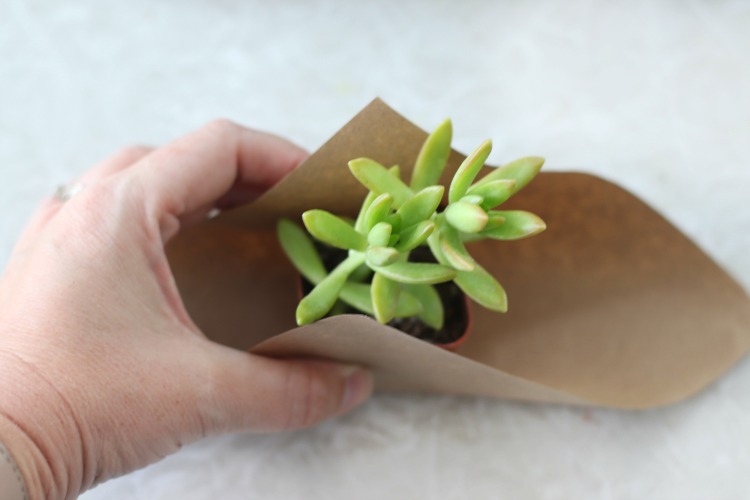 hand folding brown paper around succulent