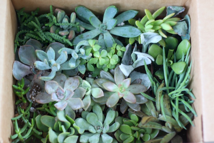 box of shipped succulents