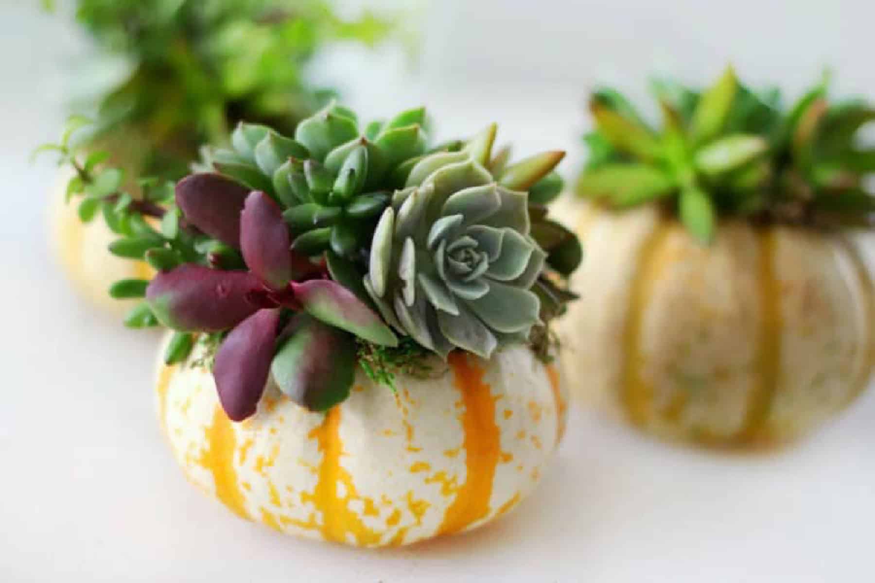 3 succulent pumpkins on table.
