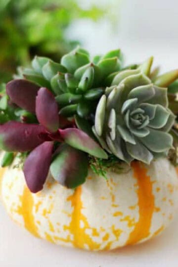 Orange and white striped pumpkin with succulents glued on top.