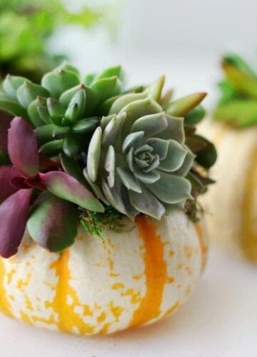 succulent pumpkin on table