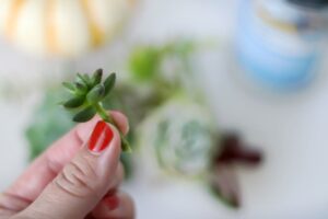 tiny succulent cutting