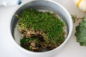 container of moss