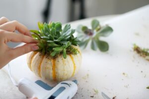 hand arranging succulents on pumpkin