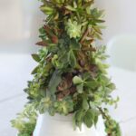 succulent tree on platter