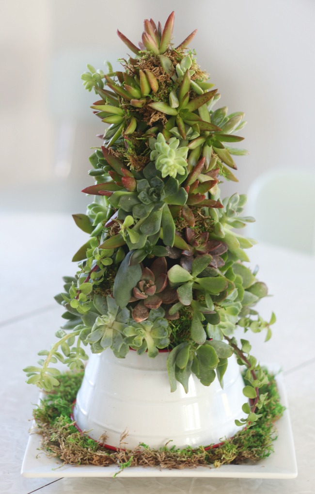 succulent tree on platter