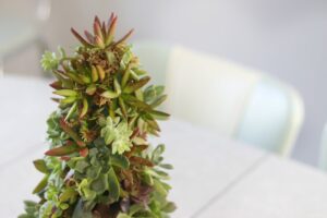 variety of succulent cuttings on tree