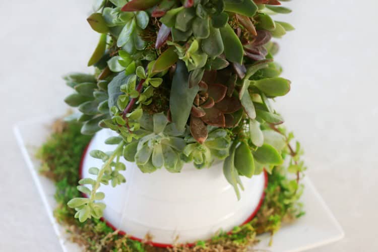 How To Make a Succulent Christmas Tree (Video) - Gluesticks Blog