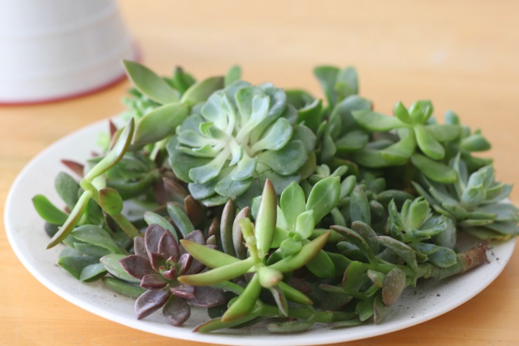 plate of succulent cuttings