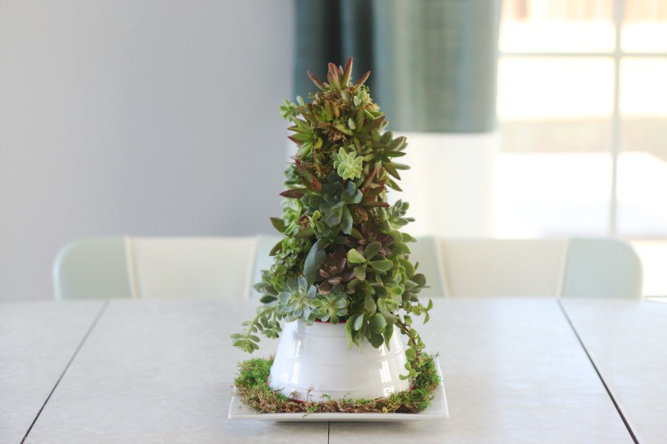 succulent christmas tree on white platter with moss