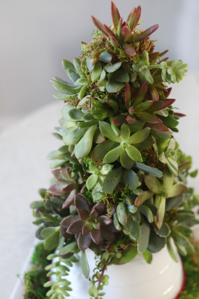 finished succulent christmas tree