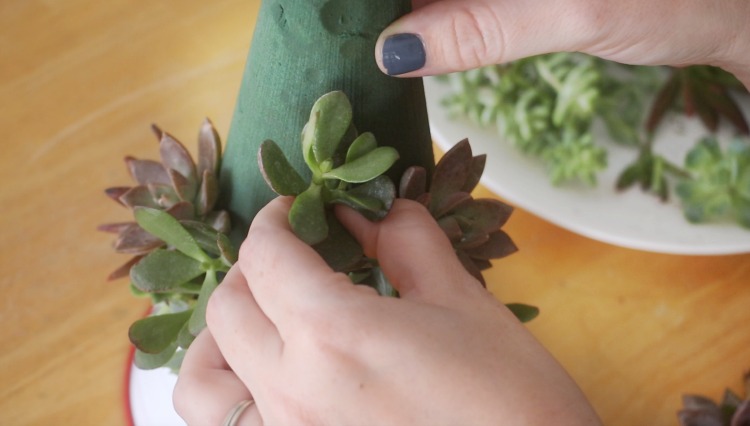 How To Make a Succulent Christmas Tree (Video) - Gluesticks Blog