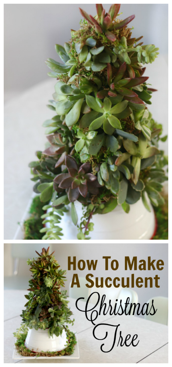 How To Make a Succulent Christmas Tree (Video) Gluesticks Blog