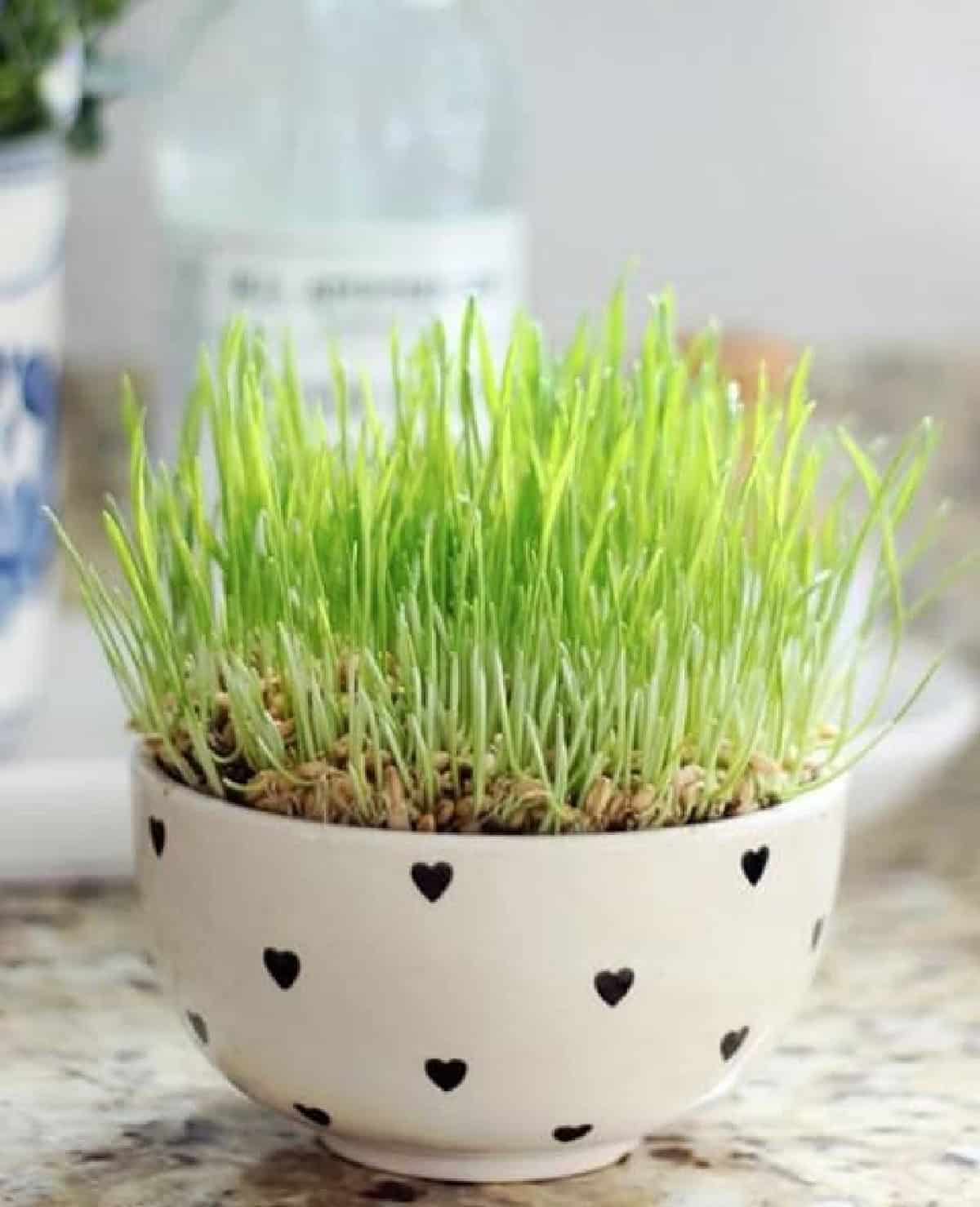 Ceramic bowl of wheatgrass.