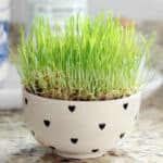 Ceramic bowl of wheatgrass.