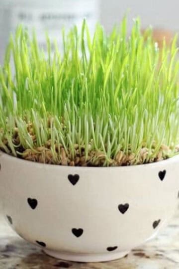 Ceramic bowl of wheatgrass.