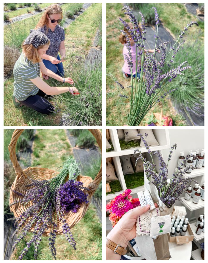 girls picking lavender in a field
