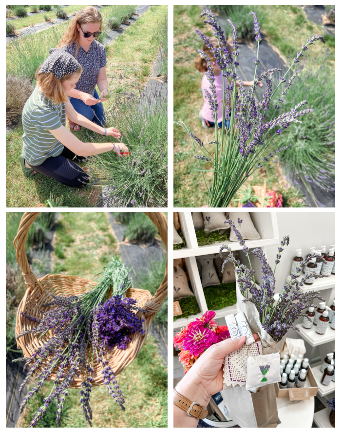 These Easy Lavender Sachets are What Every Drawer Needs! – Sustain My Craft  Habit